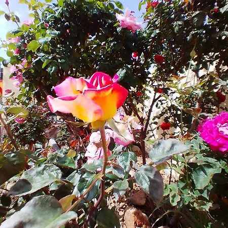 Las/Rosas Оргас Экстерьер фото